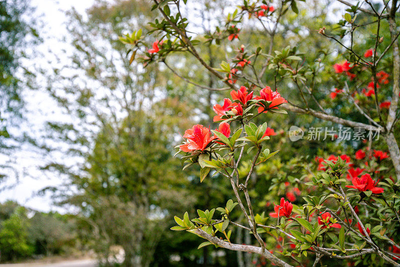 泰国莱伊省Phu Luang野生动物保护区的红色杜鹃花(杜鹃)